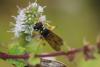Cerceris flavilabris